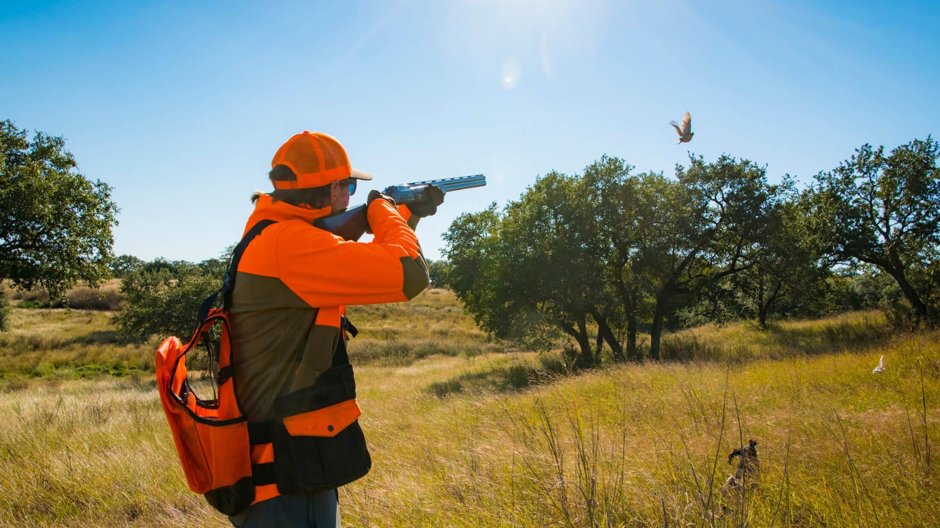 Driven Pheasant Line Shoots